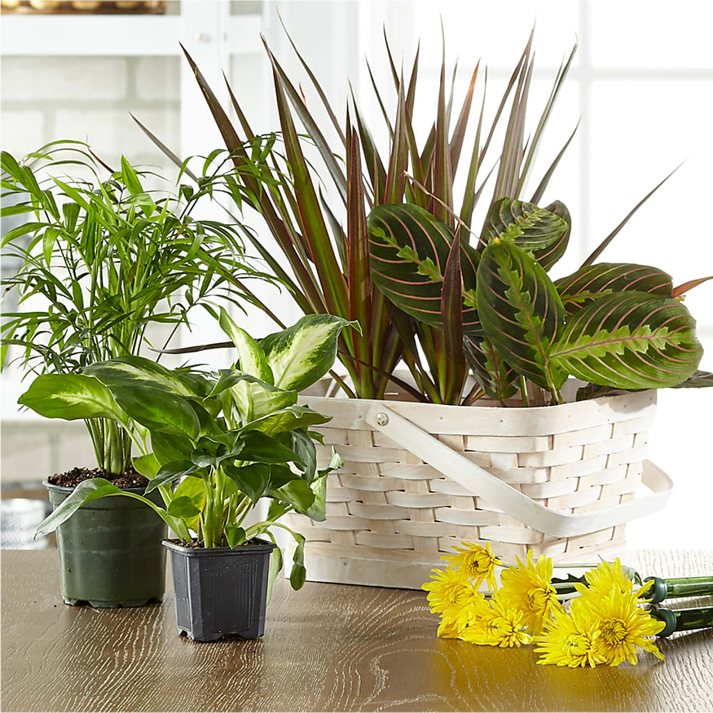 Florist Designed Blooming and Green Plants in a Basket – Frankstown Garden, Pittsburgh PA