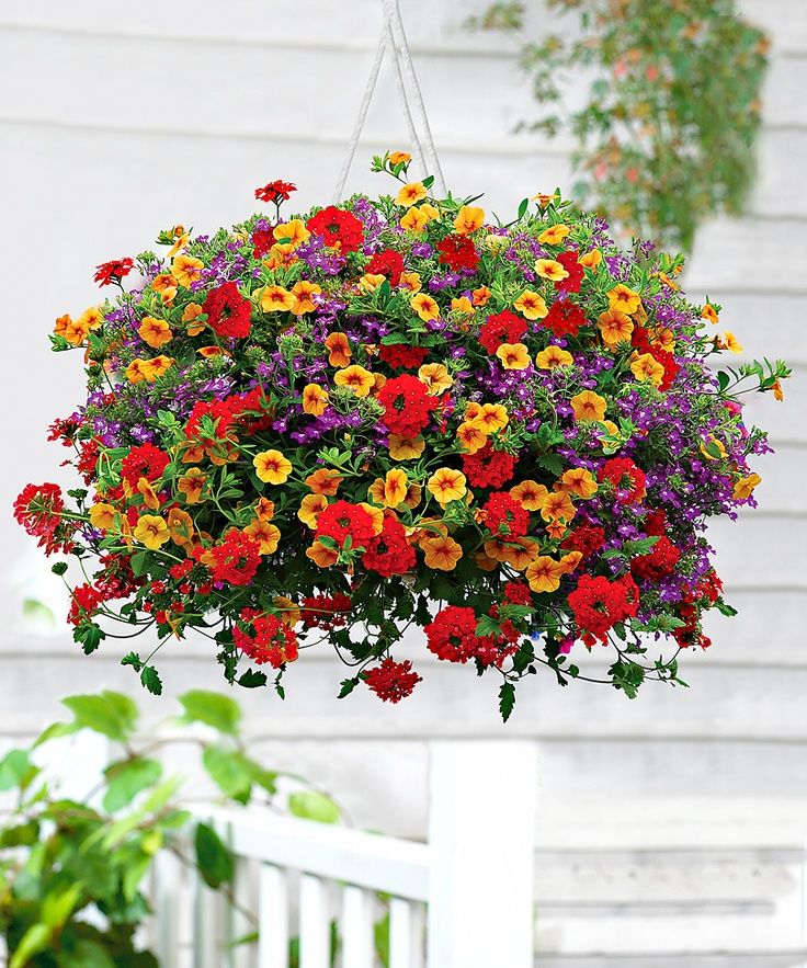 Hanging Baskets