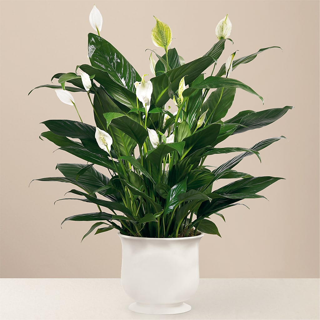 Comfort Planter – Frankstown Garden, Pittsburgh PA