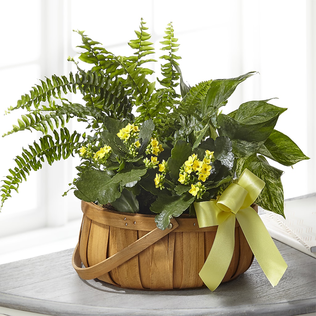 Always Dear Dishgarden – Frankstown Garden, Pittsburgh PA