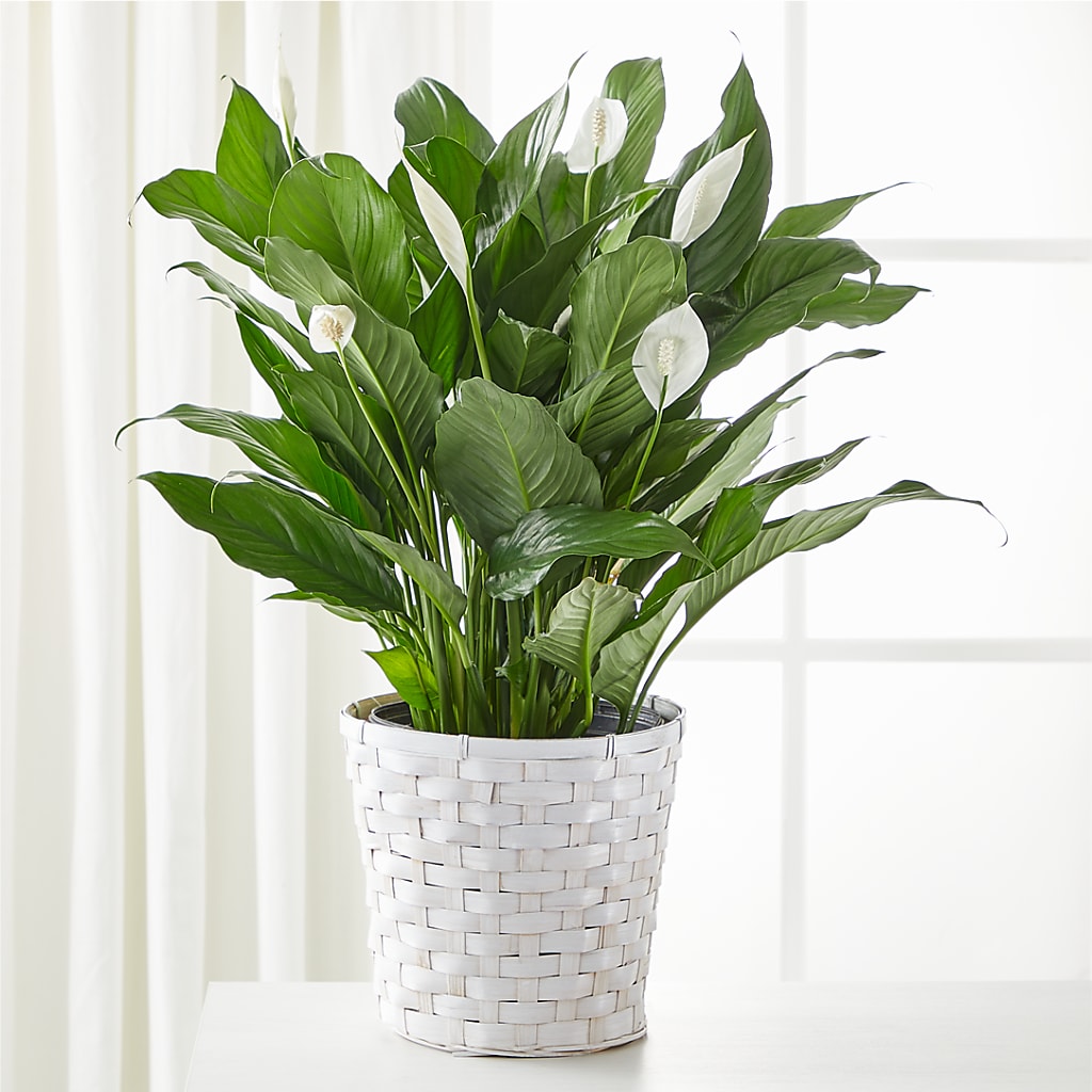 A New Leaf Peace Lily – Frankstown Garden, Pittsburgh PA