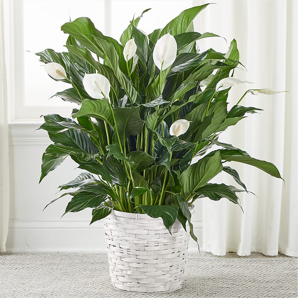 A New Leaf Peace Lily – Frankstown Garden, Pittsburgh PA