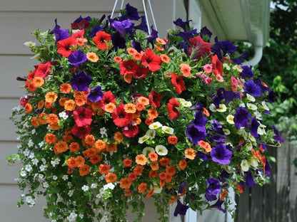 Hanging Baskets