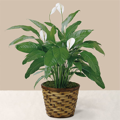 Tranquil Moments Peace Lily Plant –  Frankstown Garden, Pittsburgh PA