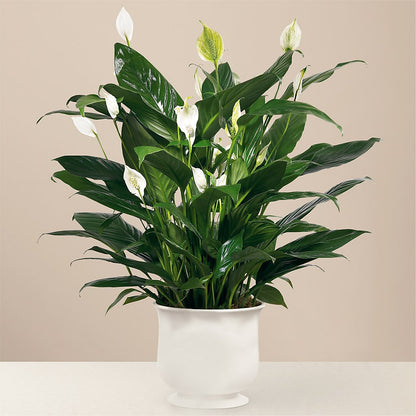 Comfort Planter –  Frankstown Garden, Pittsburgh PA