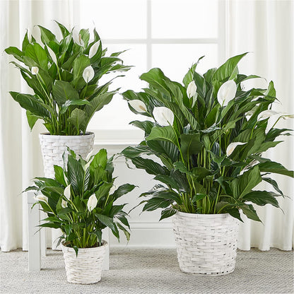 A New Leaf Peace Lily –  Frankstown Garden, Pittsburgh PA